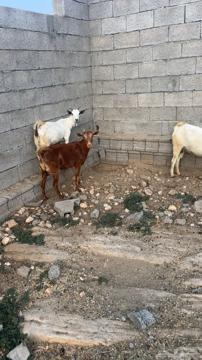 ماعز للبيع 2
