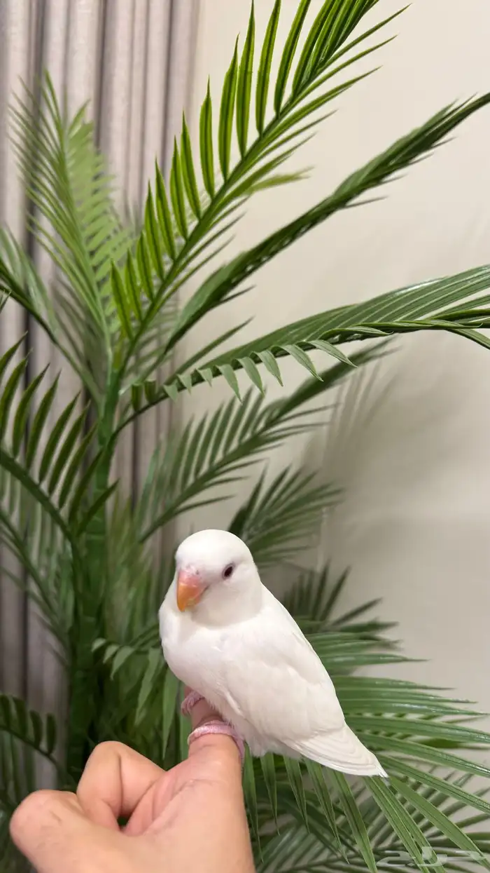 فرخ روز مفطوم وهدد داخلي للبيع 2