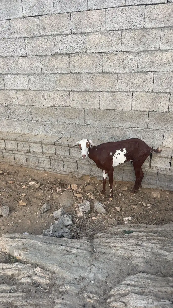 ماعز للبيع 1