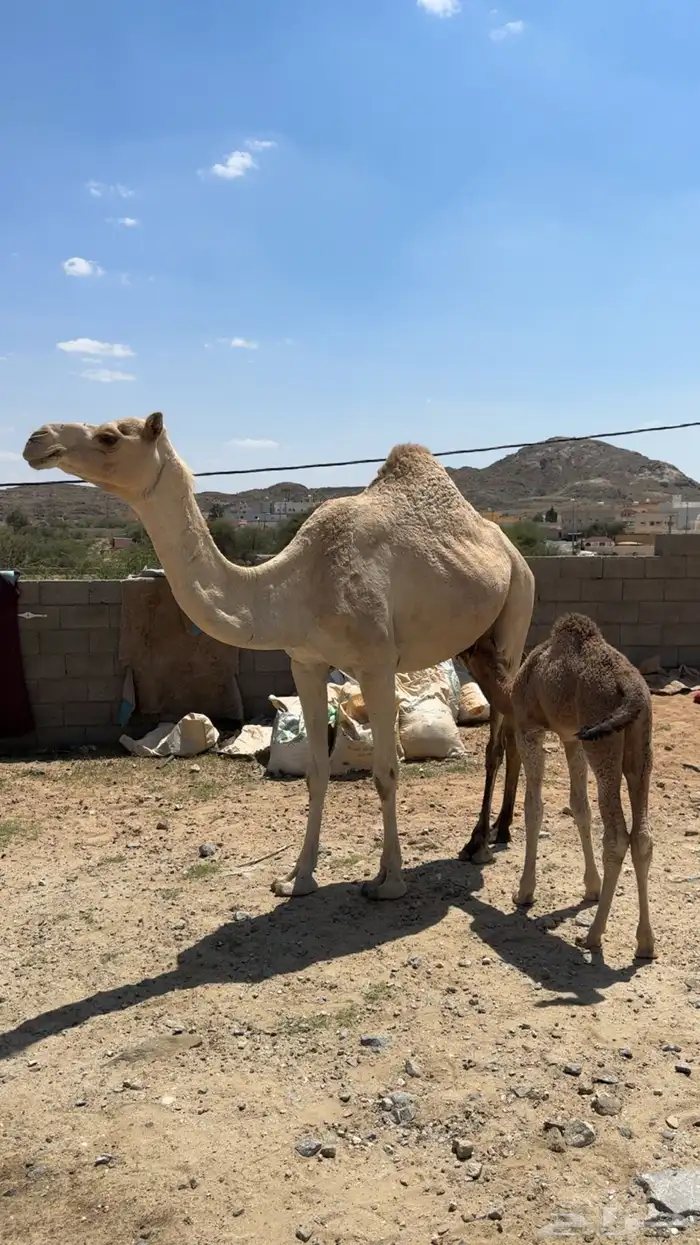 خلفة للبيع 3