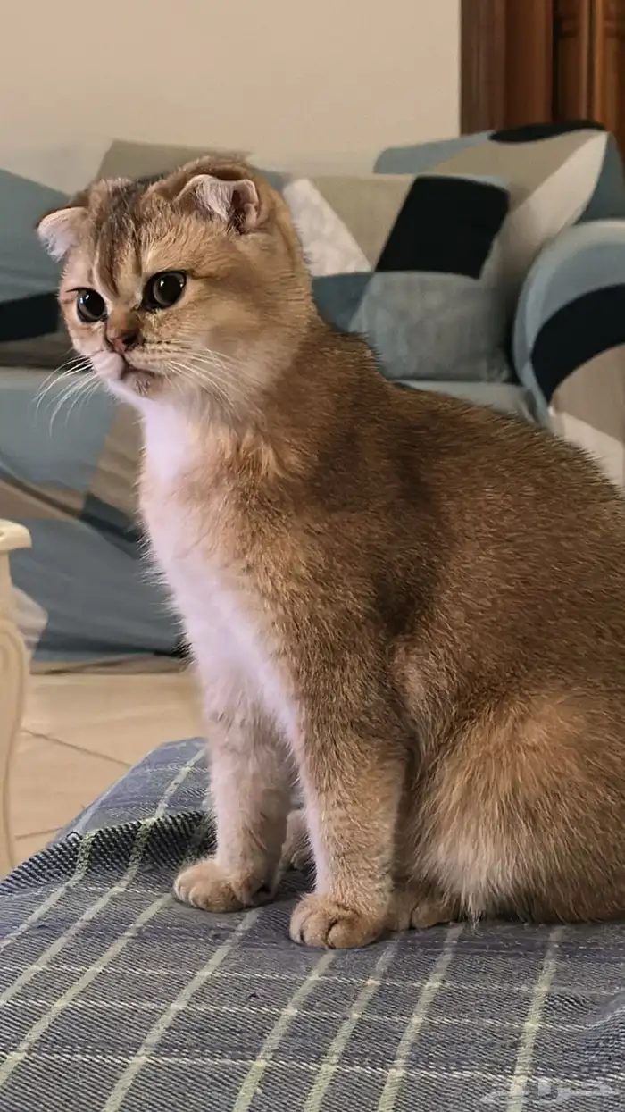 قطة انثى سكوتش فولد ( قولد ) 0