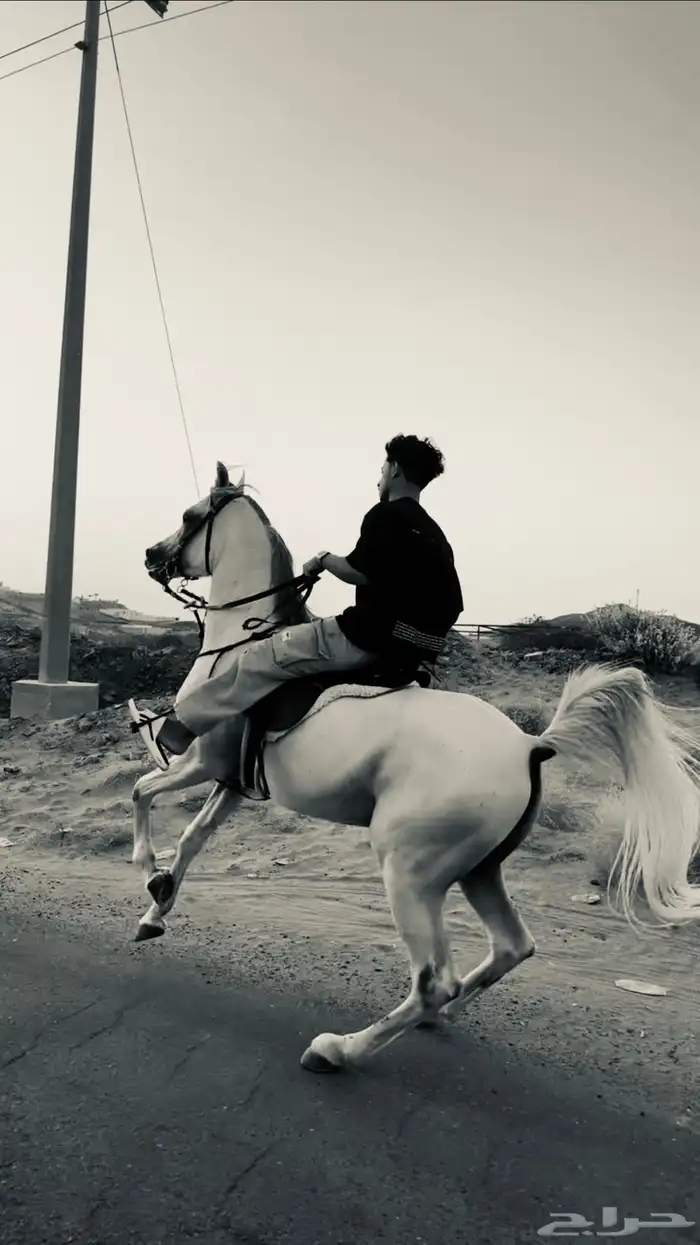 خيل للبيع 3