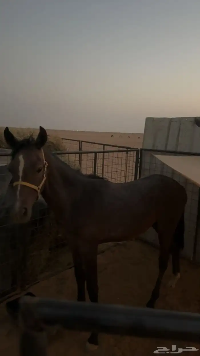 مهر عربي ابو سنه غير معسوف الدوادمي 3