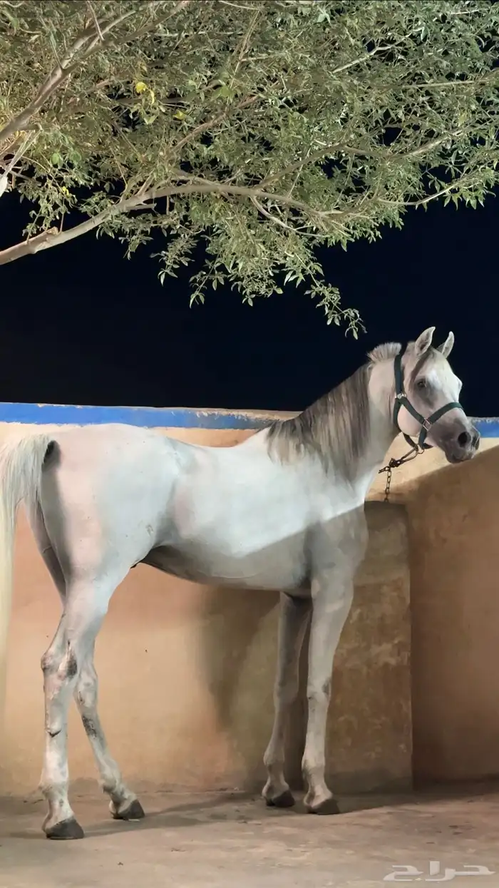 خيل للبيع 2