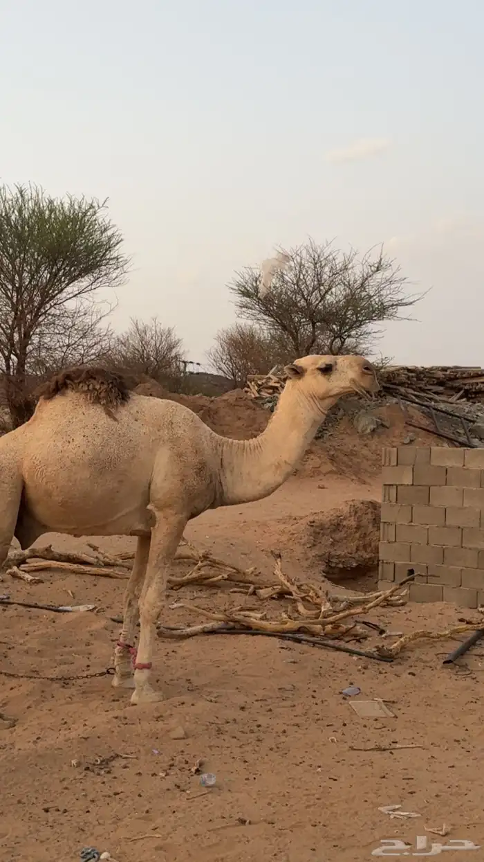 القعود الرماني اللي اطيب من التصوير 2