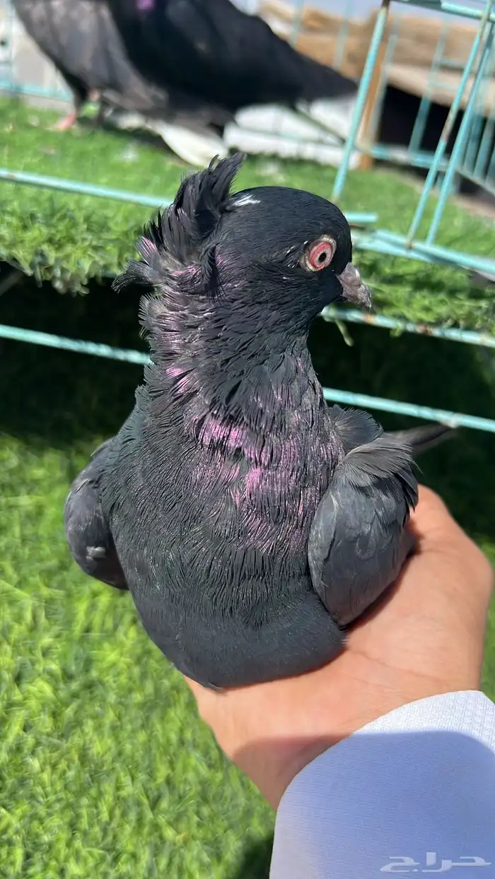 حمام قطيفي زوج 10