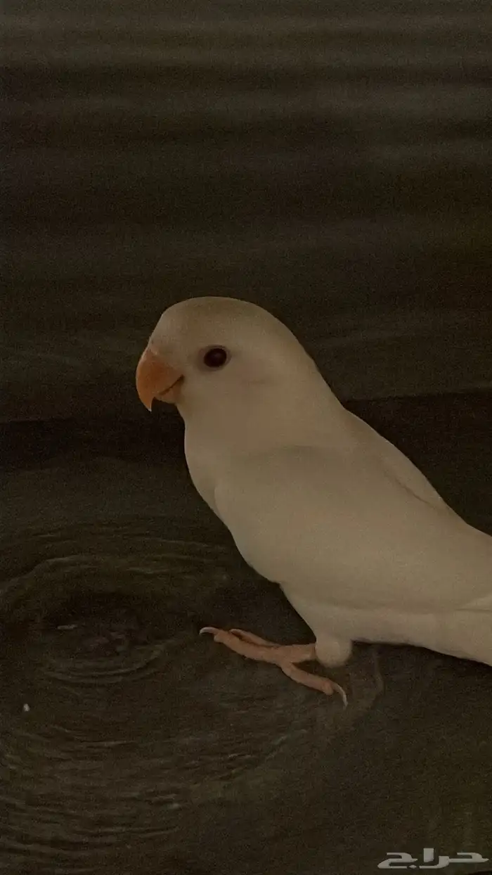 بغباء روز 0