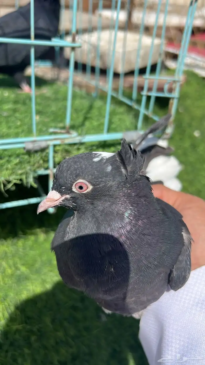 حمام قطيفي زوج 11