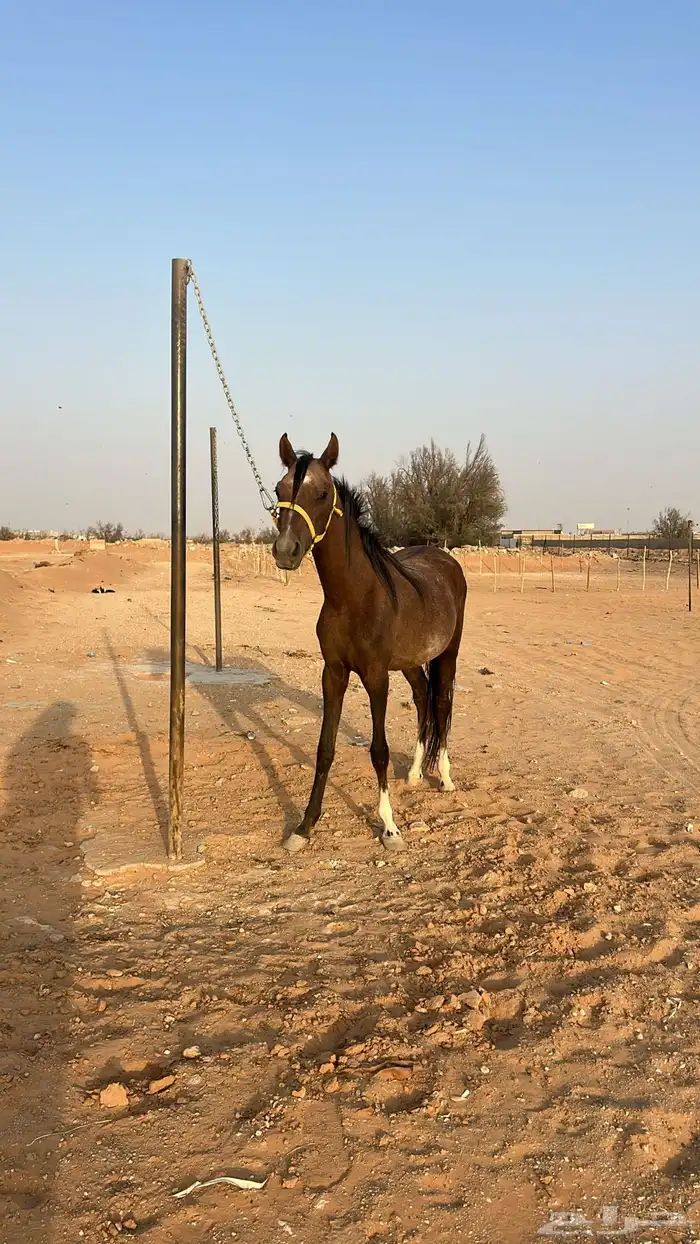مهر شعبي 0