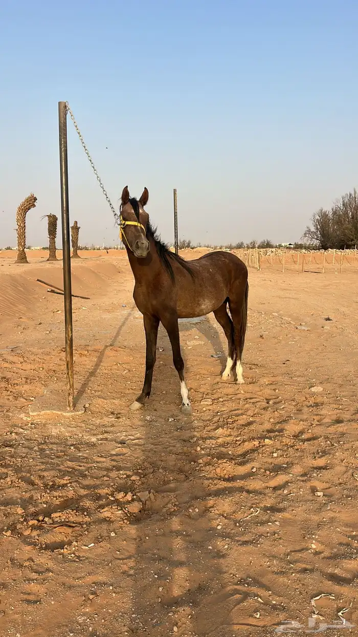 مهر شعبي 1