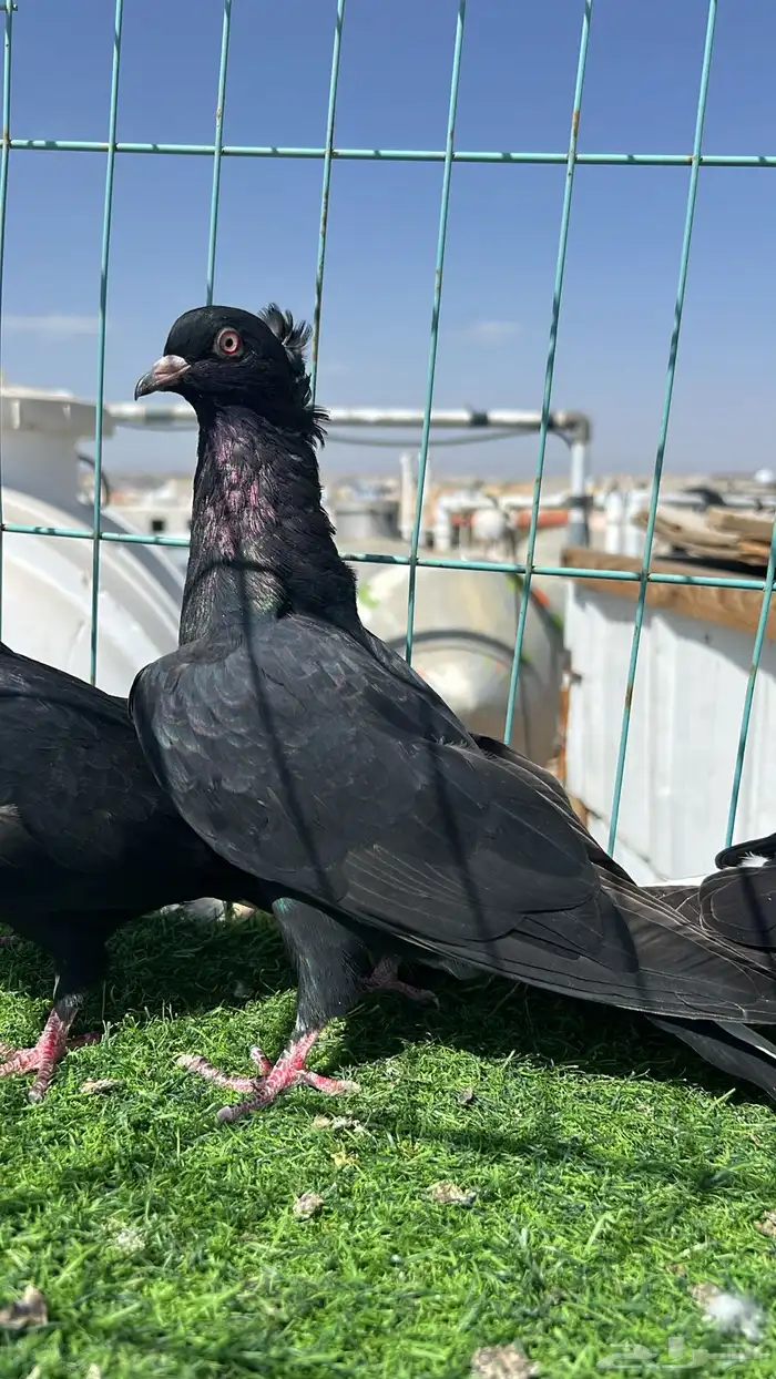 حمام قطيفي زوج 4