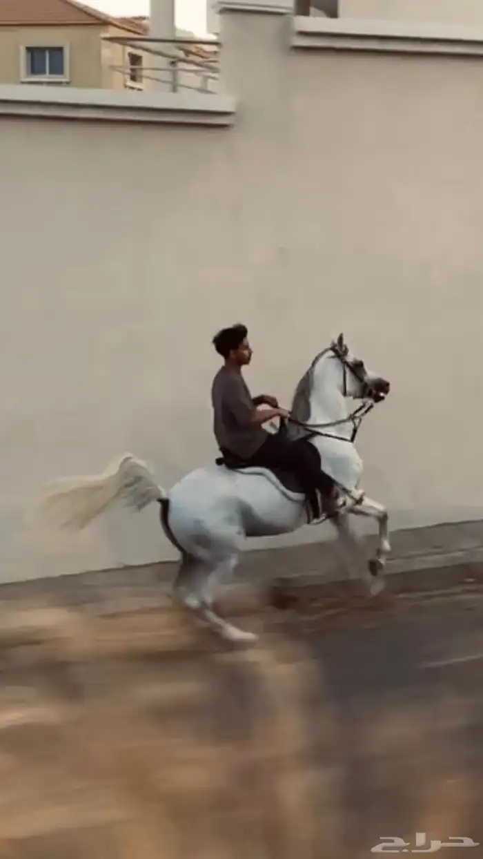 خيل للبيع 6