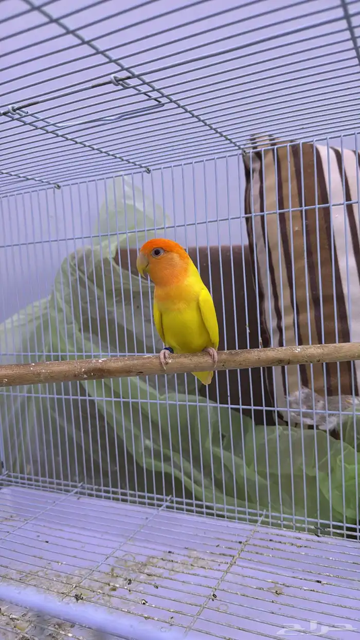 ذكر منتج اورنج 2