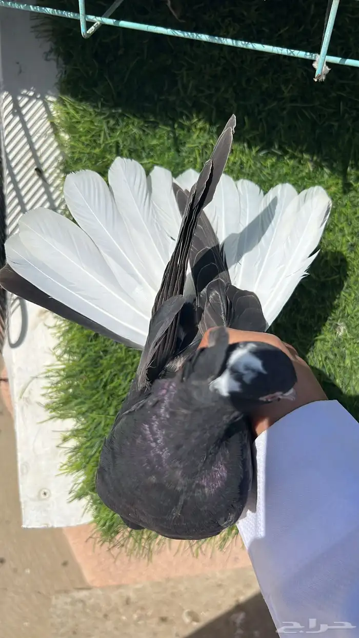 حمام قطيفي زوج 14