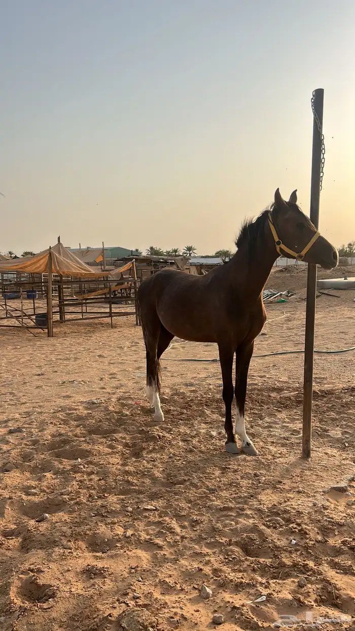 مهر شعبي 3