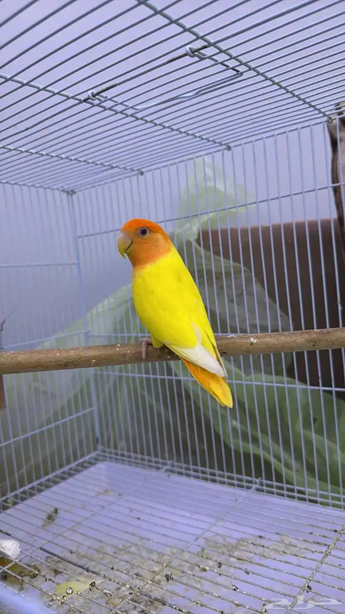 ذكر منتج اورنج 0