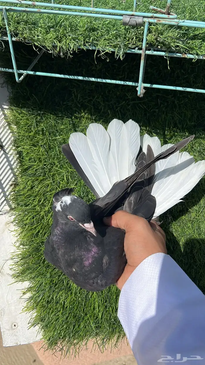 حمام قطيفي زوج 13