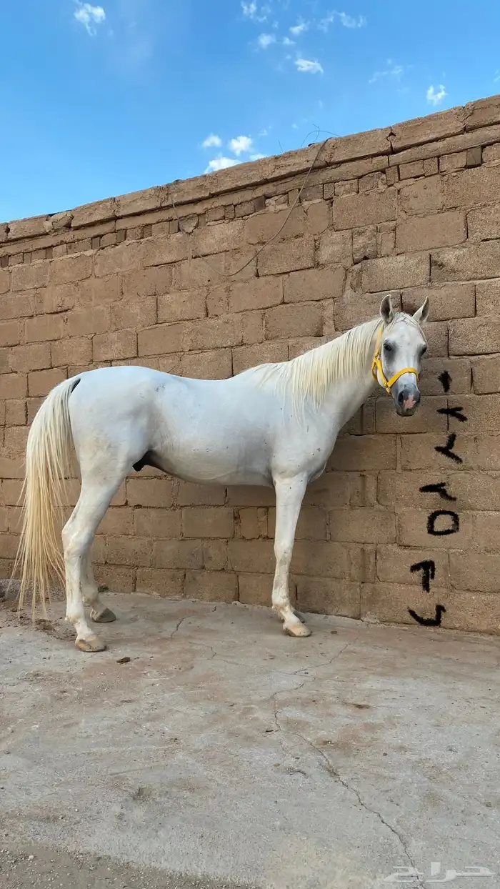 للبيع حصان شعبي 0