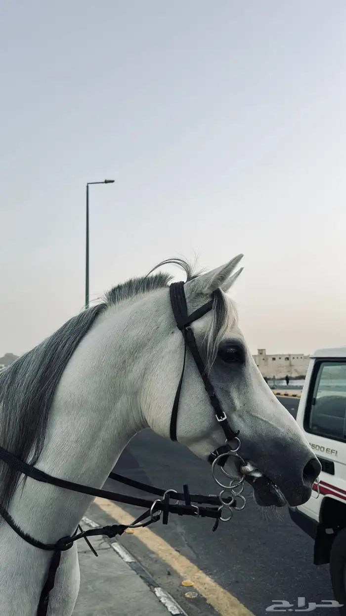خيل للبيع 4