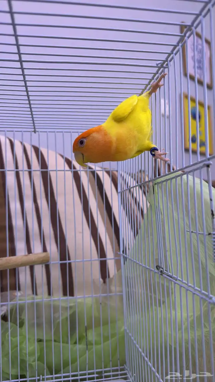 ذكر منتج اورنج 1