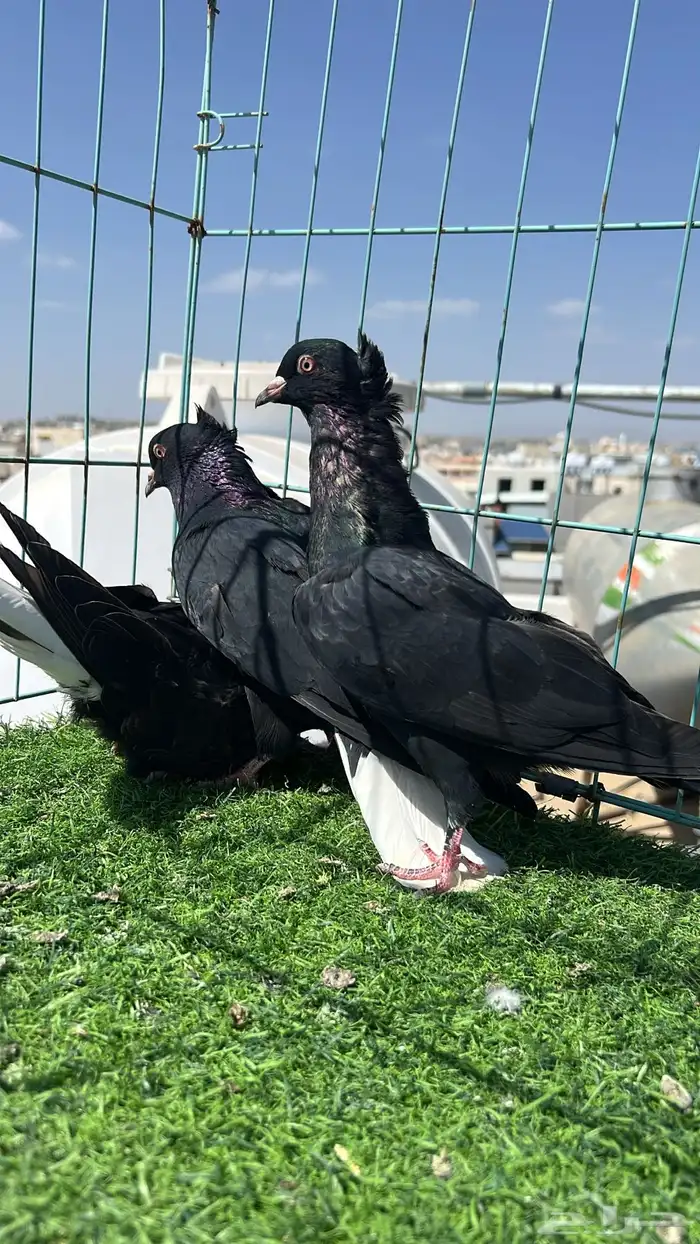 حمام قطيفي زوج 6