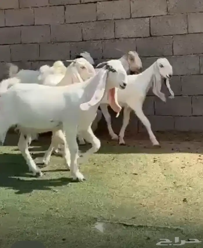 جفار مصريات بيض 0