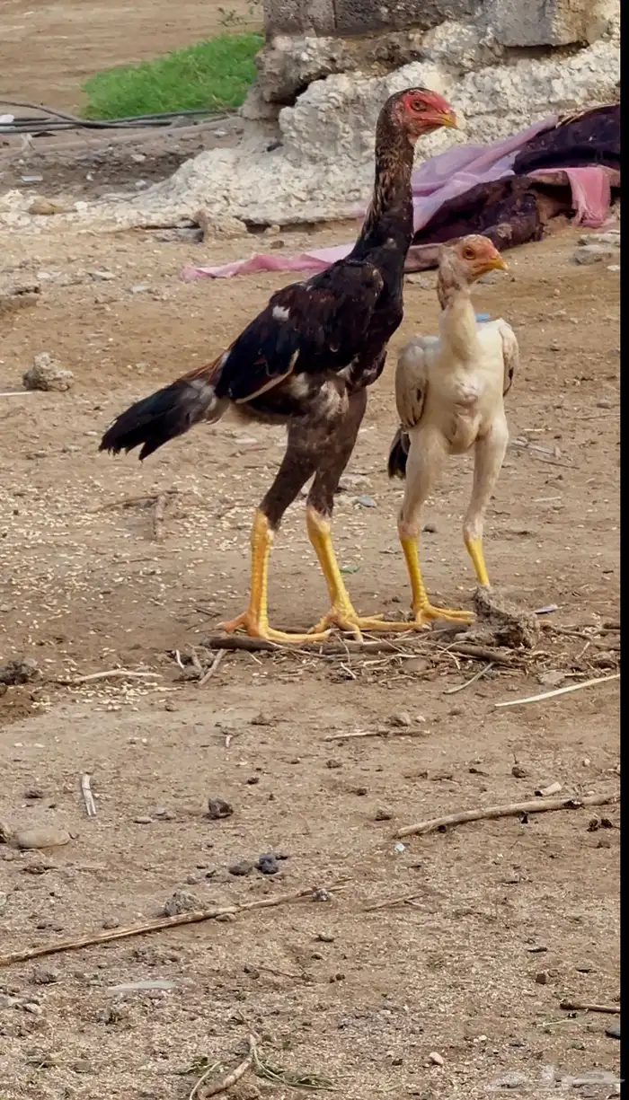 دجاج شامو ياباني أليف جدا 2