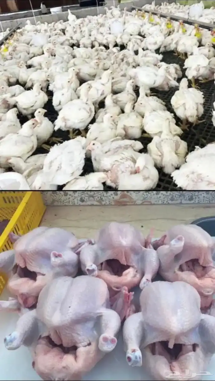 فروج طازج ممتاز 0