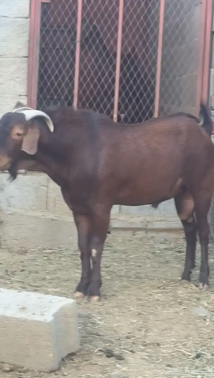 تيس مطور عرض نادر( تم البيع ) 0