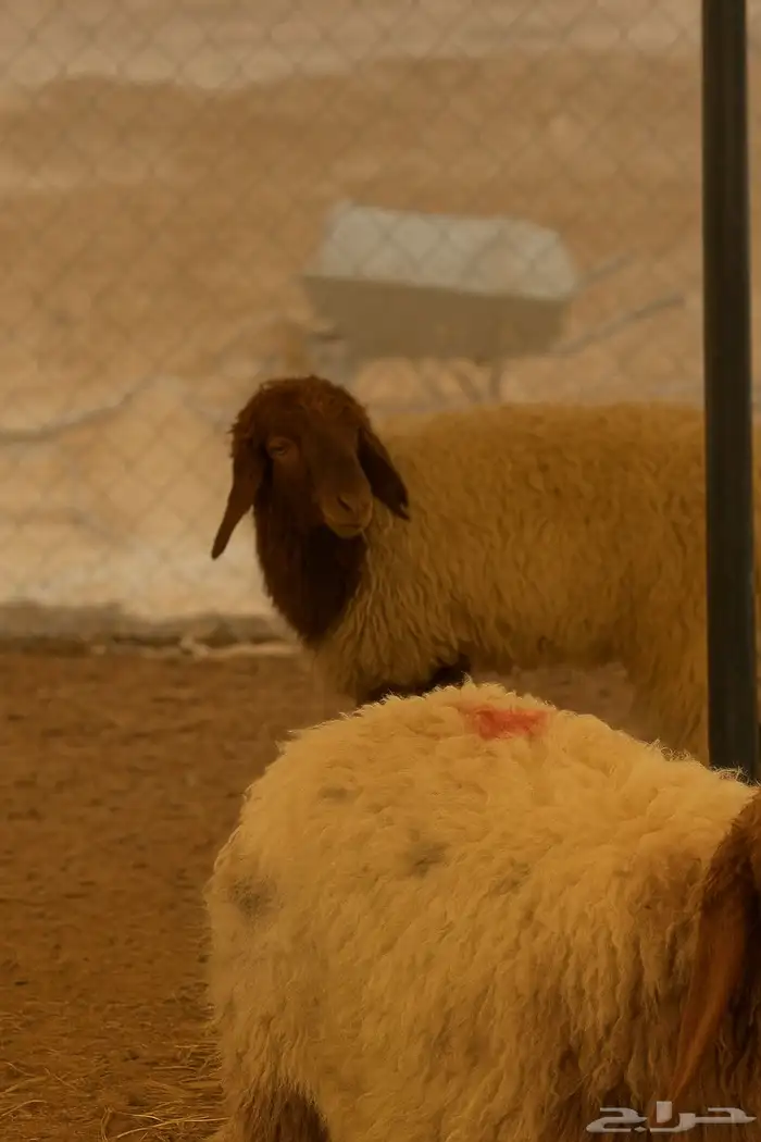 غنم ذبايح جملة ومفرق 2