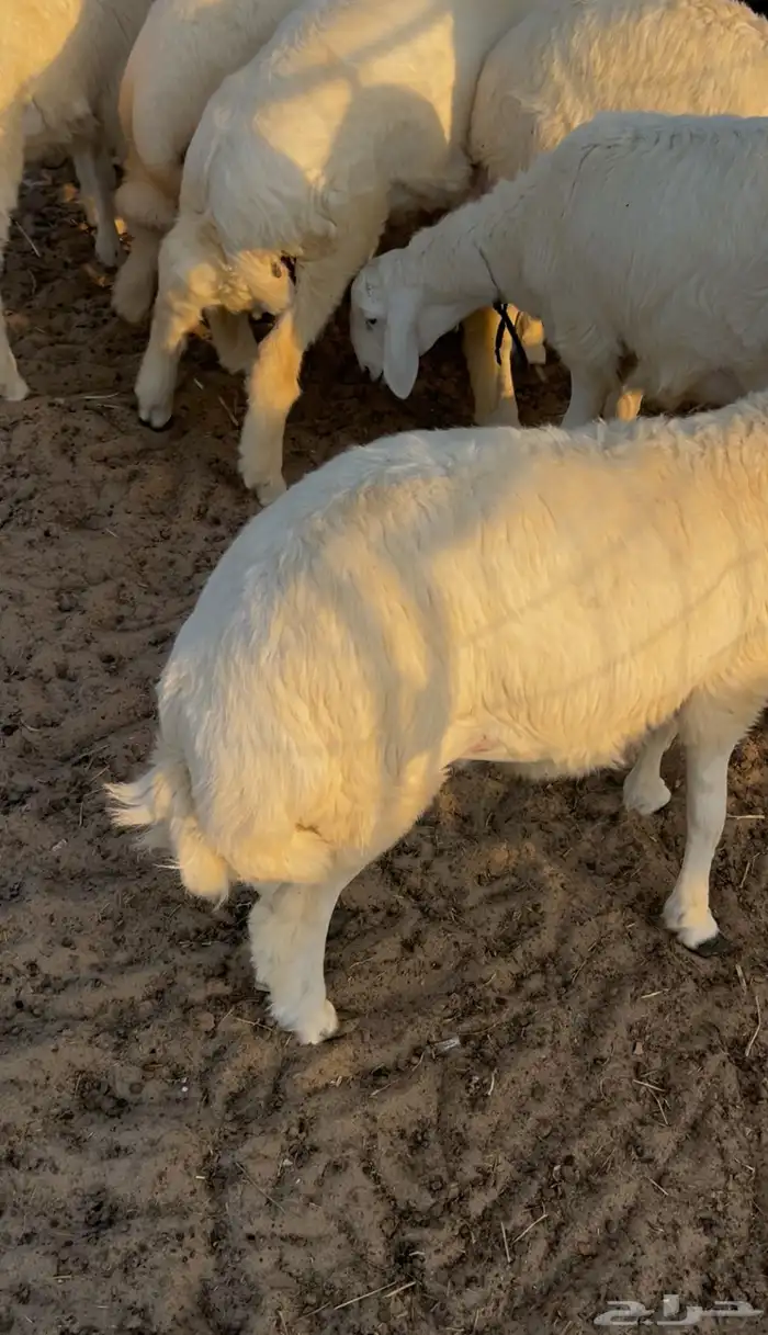 ذبائح طليان ورخال 0