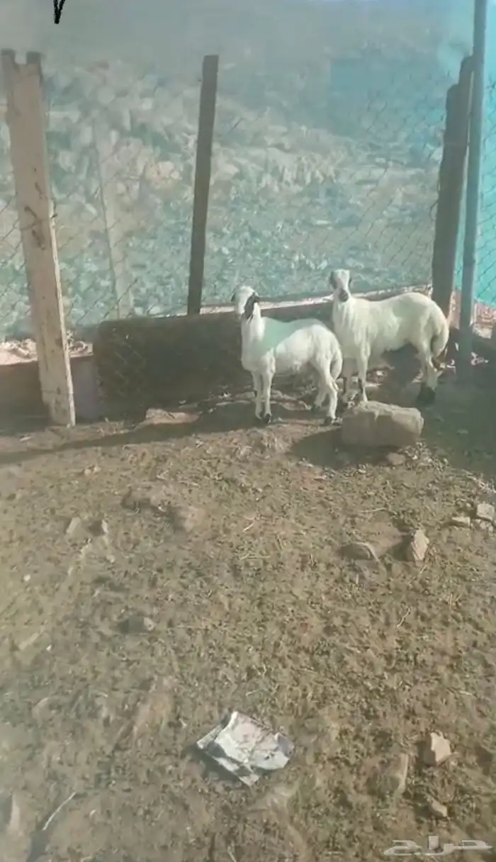 طليان رفيدي تبلد عندي مقفله شحم 3شهور 1