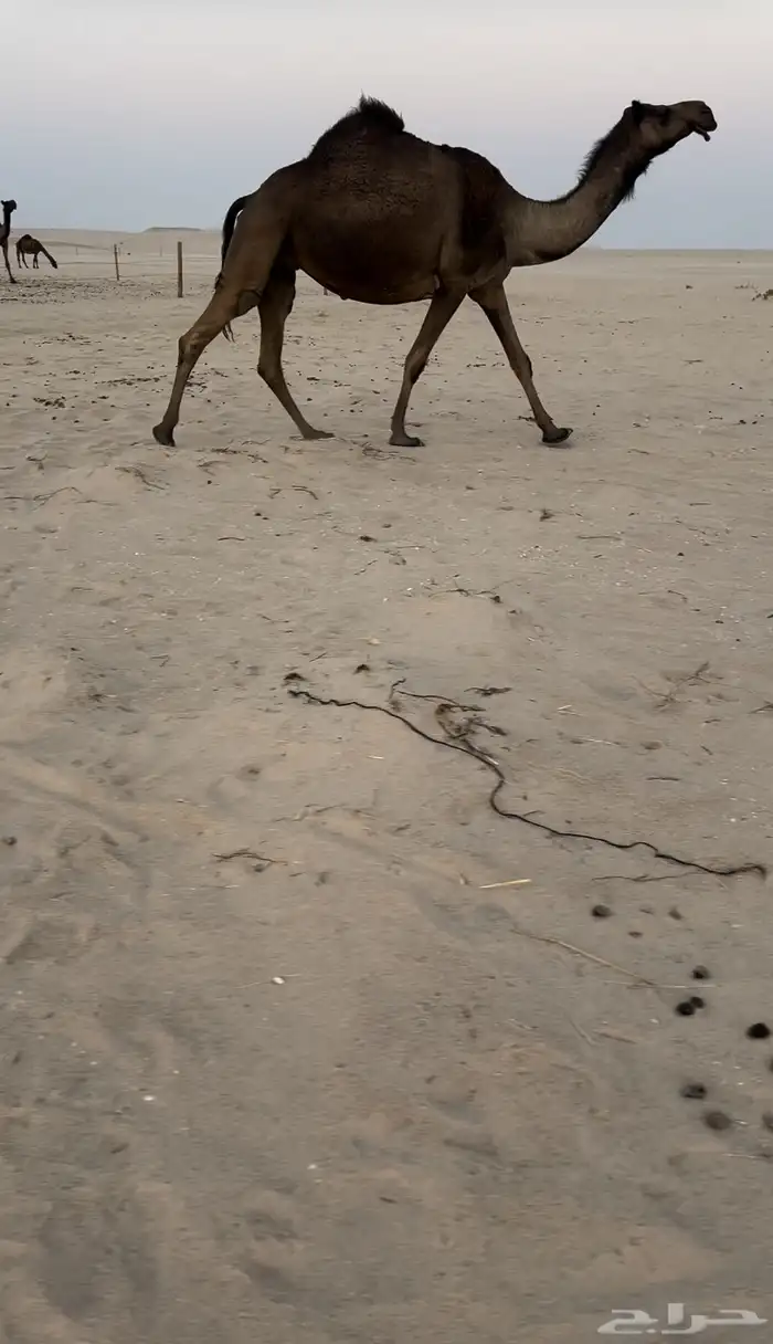 القحه كفو 0