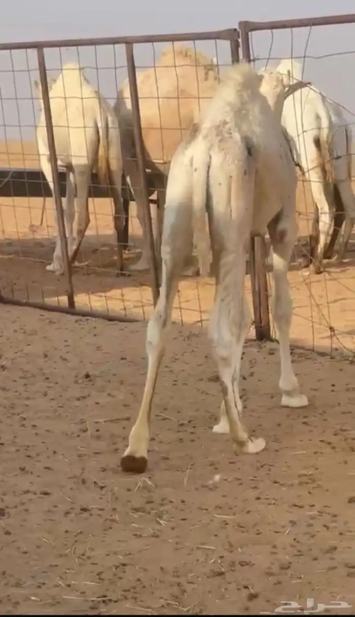 قعود للبيع الموقع وادي الدواسر 1