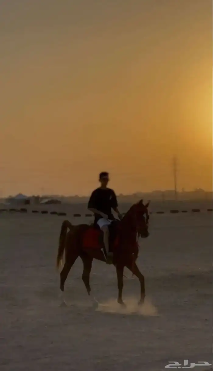 حصان عربي اصيل باورقه 0
