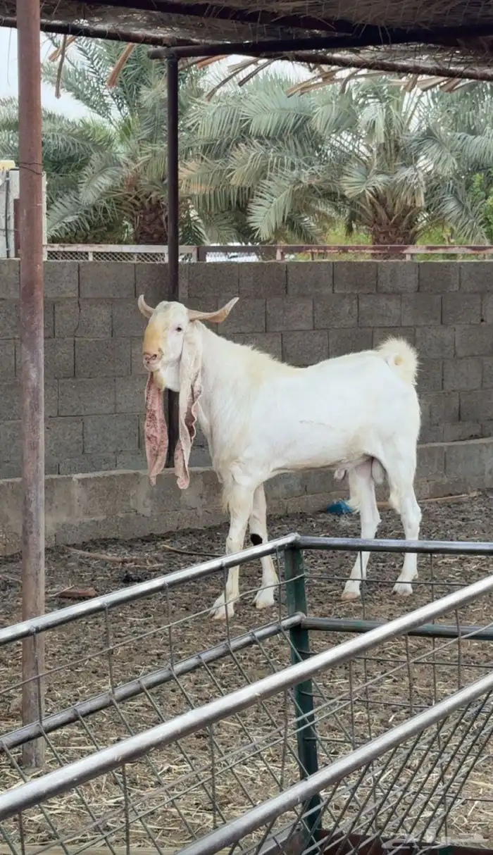 فحل هولندي ابرص 1