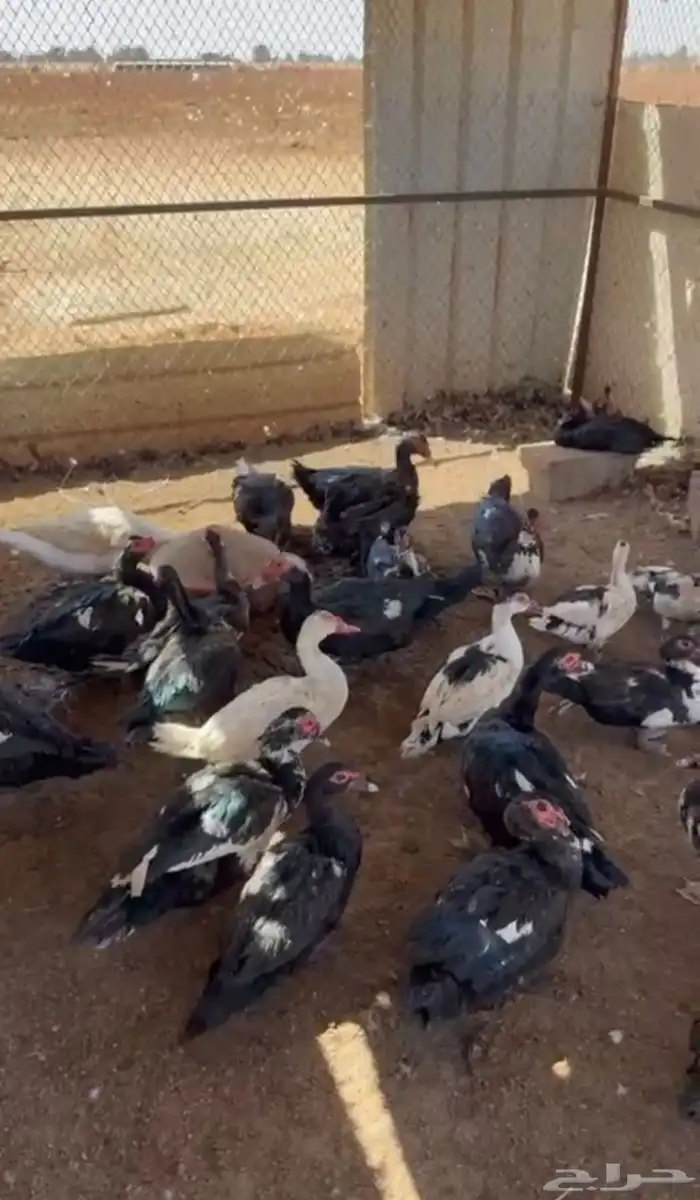 بط مصري 0