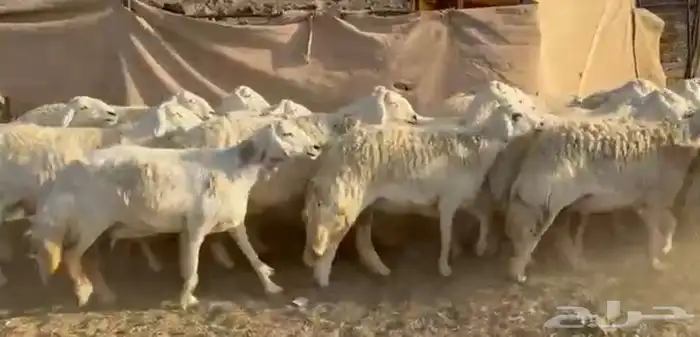 حرش فاخره وجروم ناهيه 2
