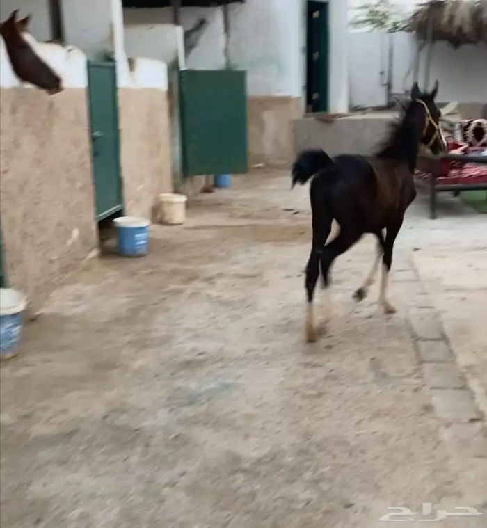 مهره شعبيه دهمه تم البيع 0