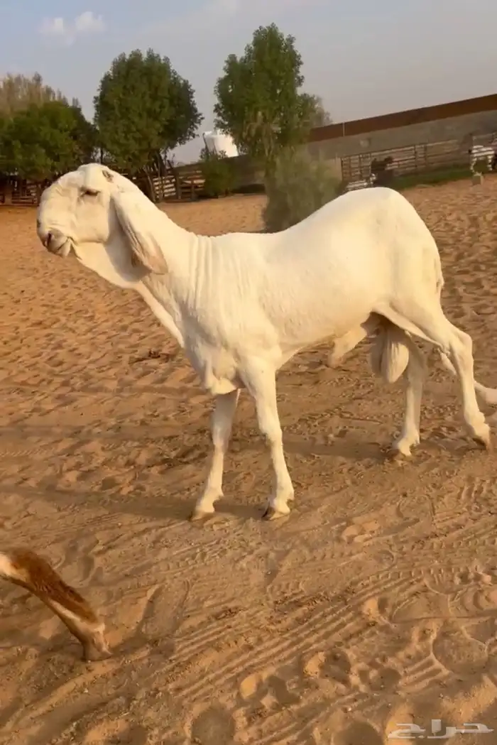خروف ساكني ابيض خصم 0