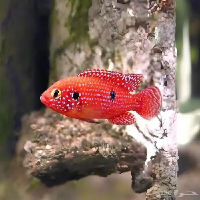 سمكة جويل سيكليد jewel cichlid 2