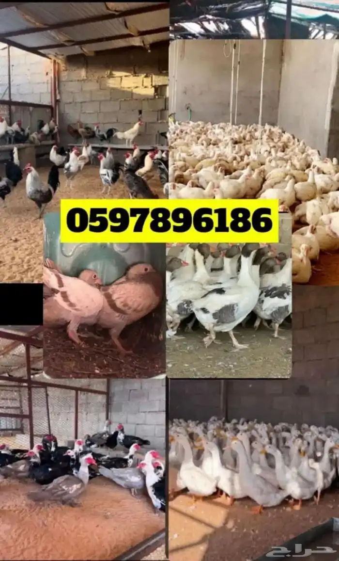 دجاج ذبح فروج 1