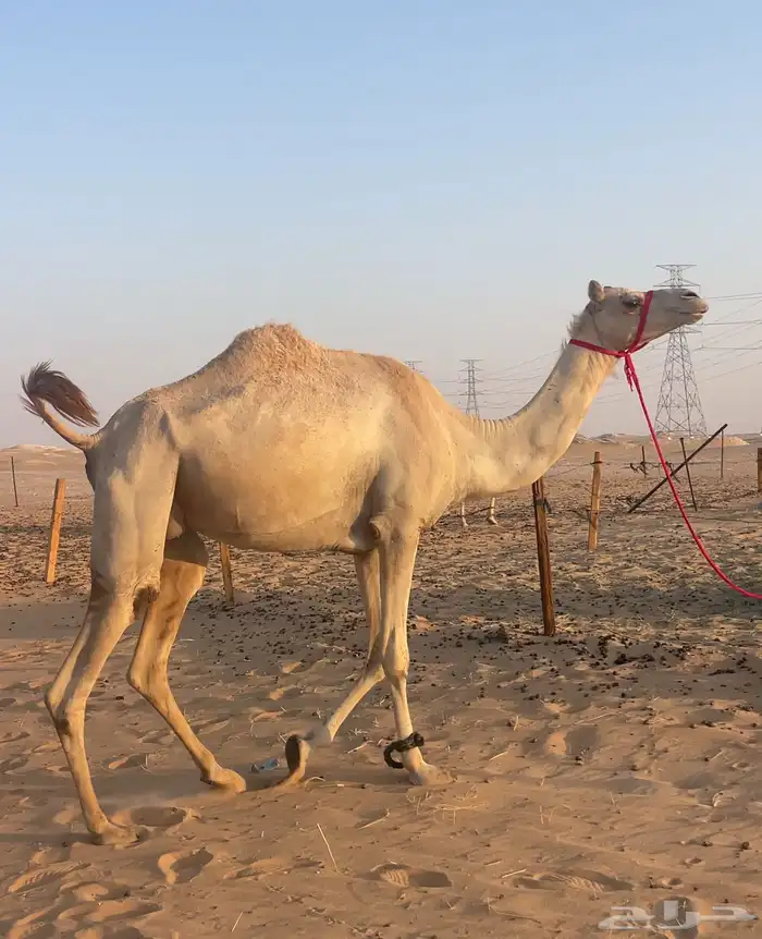 هجن لقحه طيبه قربب ولدها ثنو طيب 0