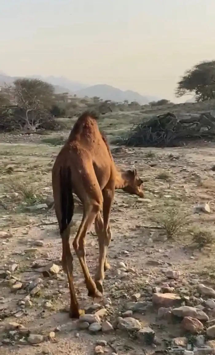 قعود سمين للبيع 3