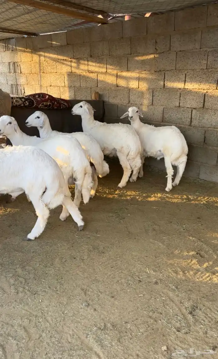 خرفان للبيع ومتوفر صغير ووسط وكبير الموقع بيشة 0