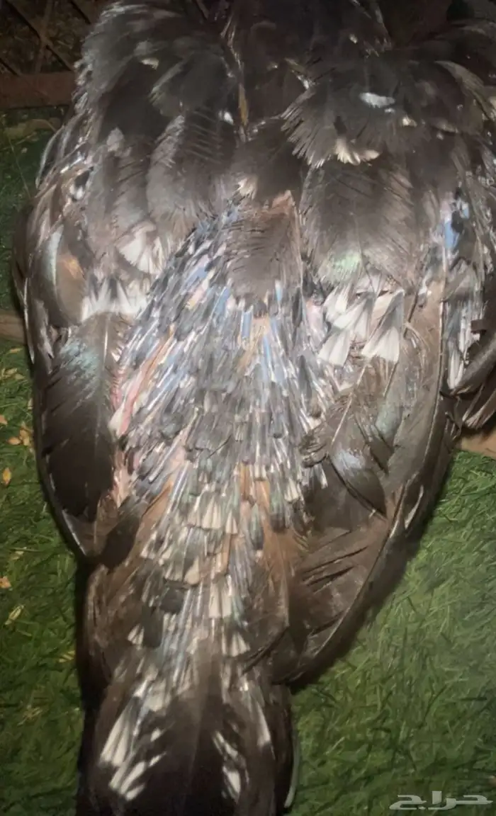 دجاجه ميوالي فاخره 3