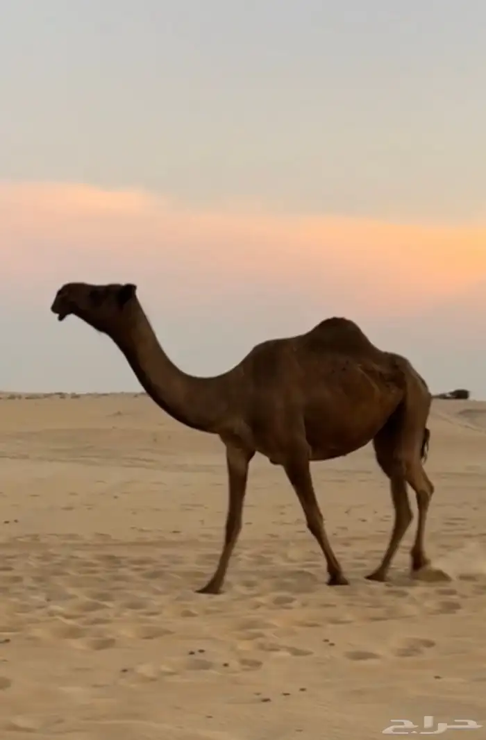 مجهم رباع لقحه كفو على جميع الشروط هديه 0