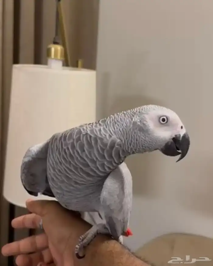 كاسكو اليف ومتكلم بلوجه وحجم سوبر جامو رقبه طويله 4