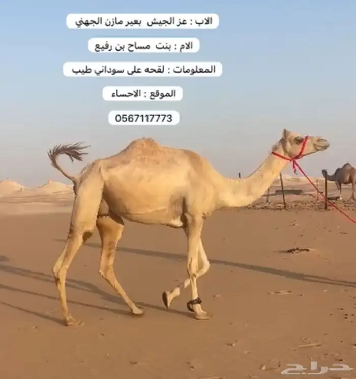 هجن لقحه طيبه قربب ولدها ثنو طيب 2
