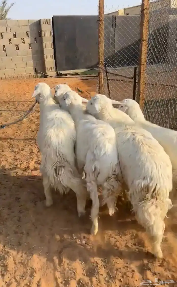 للبيع خرفان جذعان 0